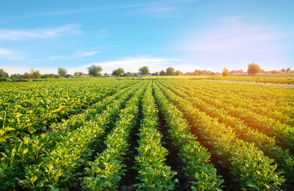 Bereketli Topraklardan Dünya’nın Her Yerine