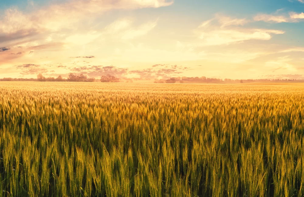 Topraktan Sofralara Kusursuz Doğal Lezzetler